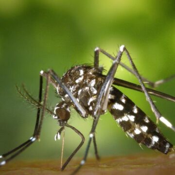 Norte de Salta: el brote de dengue que saturó los hospitales y que el Gobierno prefiere silenciar