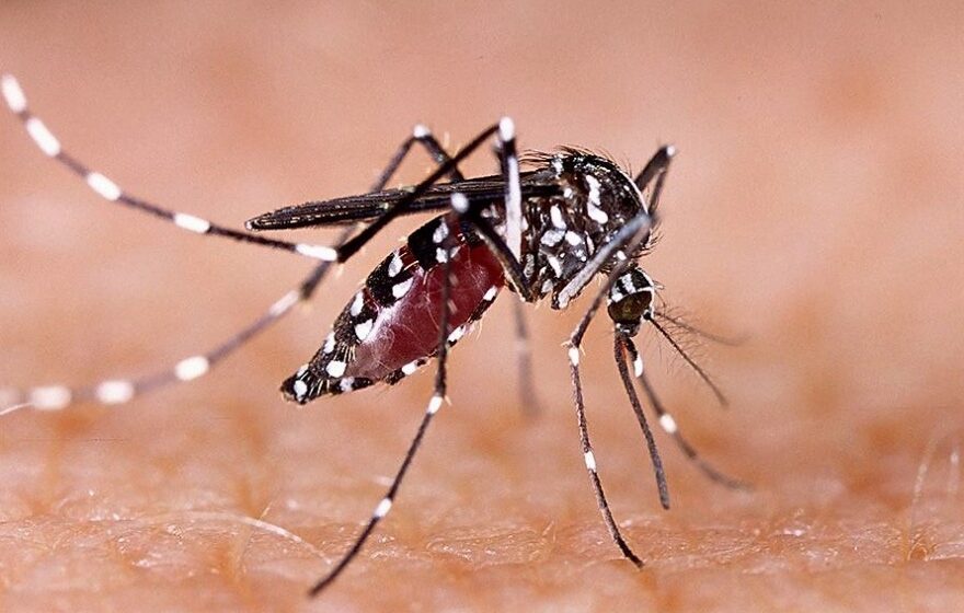 Salud: 41.257 casos de Dengue y circulación viral en 15 jurisdicciones