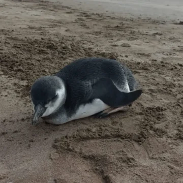 Aparece pingüino en Playa Bristol, pleno centro de Mar del Plata