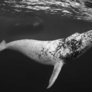 Madre Ballena Franca Austral fotografiada en Península de Valdés