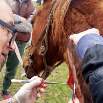 El veterinario Martín Ferrari a cargo de uno de los haras más grandes de Chile