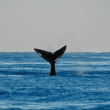 Regalo de la naturaleza: Las ballenas se muestran en las costas marplatenses