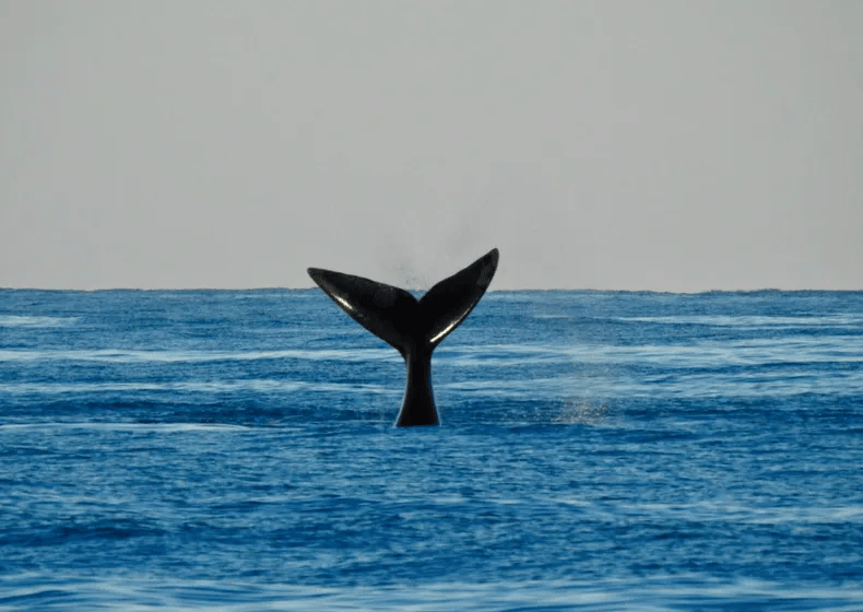 Regalo de la naturaleza: Las ballenas se muestran en las costas marplatenses