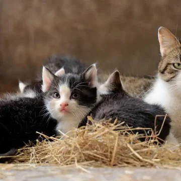 Los gatos saben los nombres de los integrantes de la familia