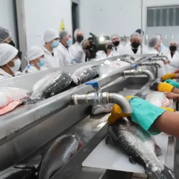 Neuquén: exportarán a EE.UU pescado de Piedra del Águila