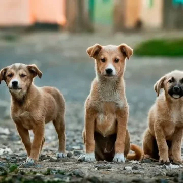 ¿Por qué se celebra el Día Mundial del Perro?