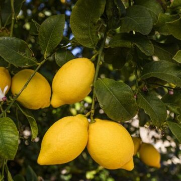 Del productor al consumidor, los precios de los agroalimentos se multiplicaron por 3,4 veces en julio