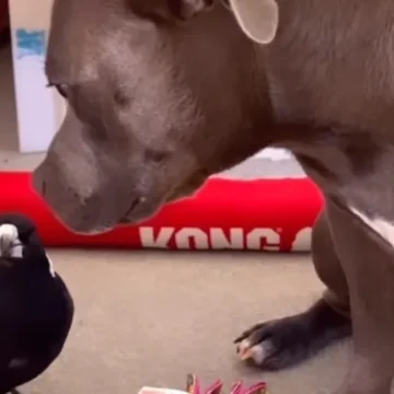 Video viral: la urraca que se autopercibe perro