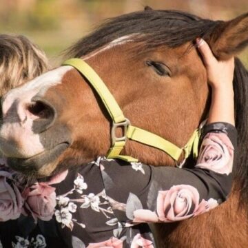 Ushuaia: aprueban ley que reconoce a los caballos como seres sintientes