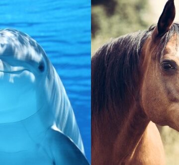 La gran similitud entre los caballos y delfines