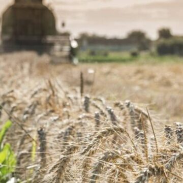 La sequía no se va y afecta fuertemente los rindes de trigo