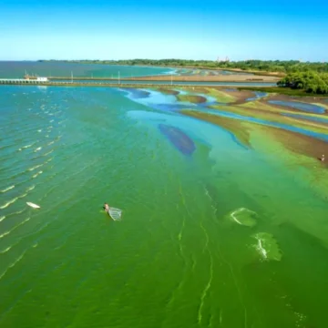 Lanzan alerta roja por presencia de cianobacterías en lagunas bonaerenses