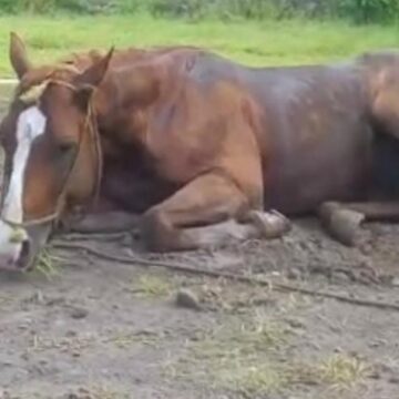 25 de Mayo: Toman medidas sanitarias ante brote de Encefalomielitis Equina