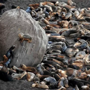 Triste: Más de 1200 lobos marinos muertos por gripe aviar en las costas de Río Negro