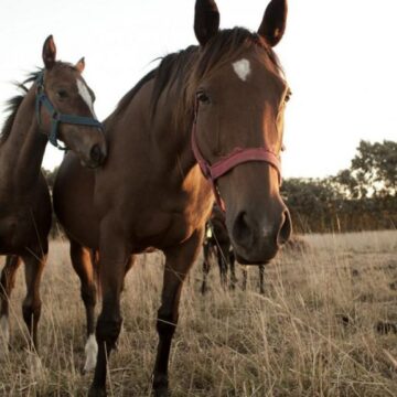 Los caballos vacunados contra encefalomielitis equina podrán movilizarse a partir de este viernes