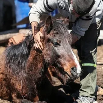 Encefalomelitis equina: El país contará con un millón de vacunas la próxima semana