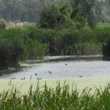 Emiten alerta roja por cianobacterias en lagunas bonaerenses
