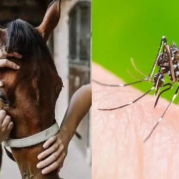 Bragado: Confirmaron el primer caso de encefalitis equina en humano