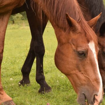 Aprueban nuevos lotes de vacunas para combatir el Aujeszky y la Encefalomielitis Equina