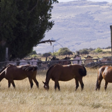 A partir de hoy la vacuna contra la encefalomielitis equina es obligatoria