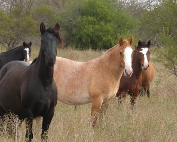 Desde el Senasa recuerdan la obligatoriedad de la identificación electrónica de los equinos
