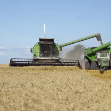 Las lluvias ponen un freno a la cosecha de trigo