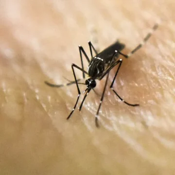Más casos de dengue en territorio bonaerense: ¿Cómo prevenirlo?