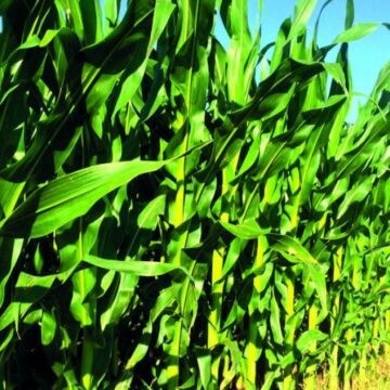 El maíz, tras las lluvias, mejora en la región núcleo y superaría el récord
