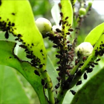 Cultivos: Estudio del INTA revela que las poblaciones de insectos plaga fluctúan según el clima