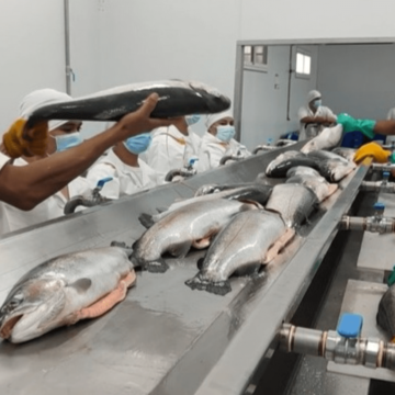 Argentina exportará trucha arcoíris a China
