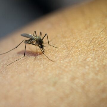 La ola de mosquitos azota a varios municipios bonaerenses