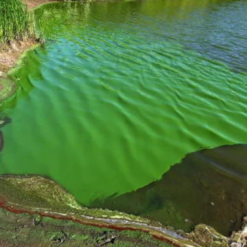 Alerta: Hay cinco lagunas bonaerenses con cianobacterias