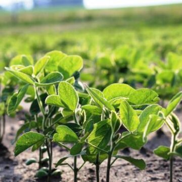 A pesar de las lluvias, el potencial de la soja de primera registró pérdidas de entre 20% y 30% en su potencial por la ola de calor