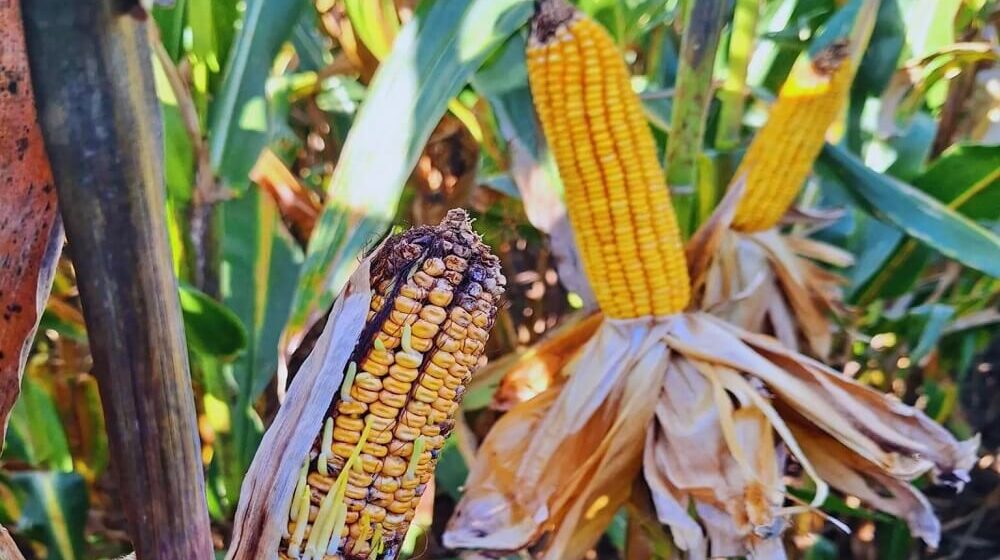 El INTA recomienda qué hacer con la cosechadora para evitar pérdidas por la chicharrita del maíz