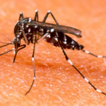 ANTE LA FALTA DE DATOS OFICIALES, CONCEJALES DEL PERONISMO SOLICITAN AL GOBIERNO MUNICIPAL INFORMACIÓN SOBRE LOS CASOS DE DENGUE EN EL DISTRITO