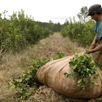 Productores yerbateros solicitan de manera “urgente” que se prohíba la importación de yerba