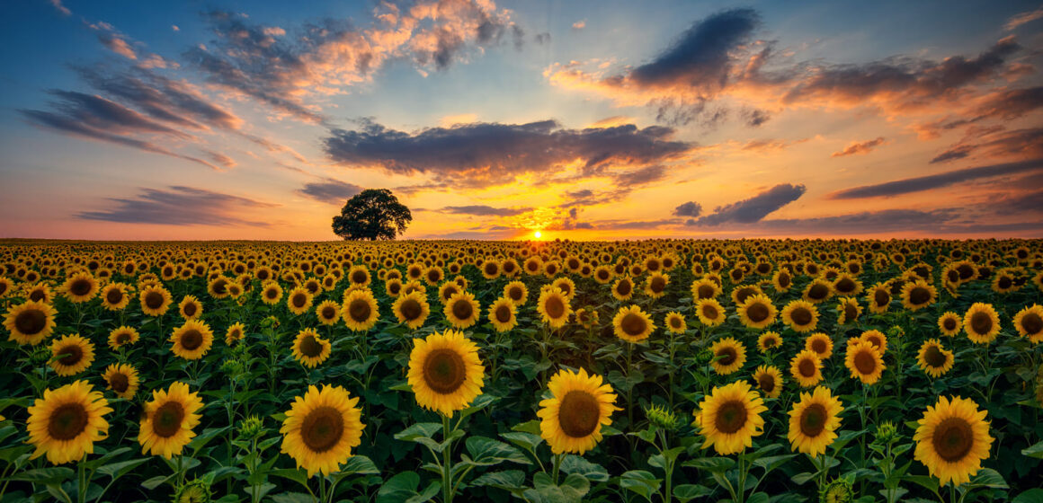 Comenzó la campaña de girasol: ya se sembraron las primeras 58 mil hectáreas