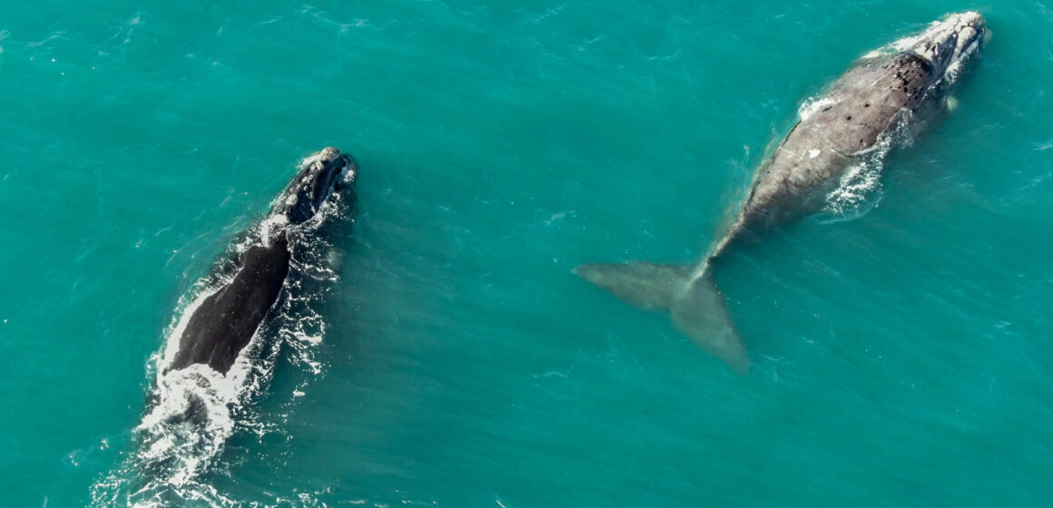 Ballenas en Miramar