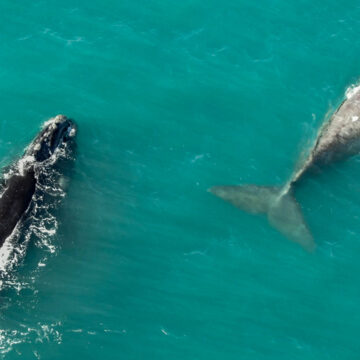 Ballenas en Miramar