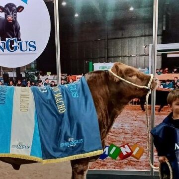 Llega la Mini Angus: el espacio que intenta vincular la ganadería con los niños