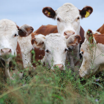 Nación simplifica el acceso a información clave para los productores ganaderos