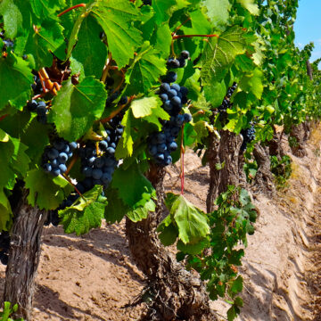 Ciencia: Desde el CONICET llevan a cabo una investigación para caracterizar la identidad de los Malbec nacionales