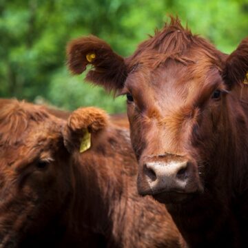 Recomendaciones para evitar el estrés térmico en los animales durante la época estival