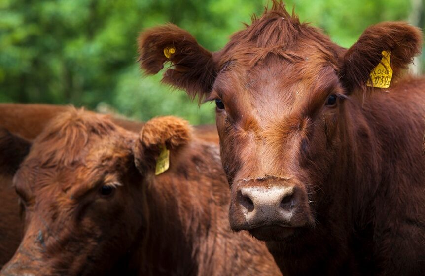 Recomendaciones para evitar el estrés térmico en los animales durante la época estival