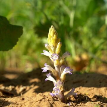 Alerta fitosanitaria nacional para prevenir el ingreso de la maleza Orobanche cumana