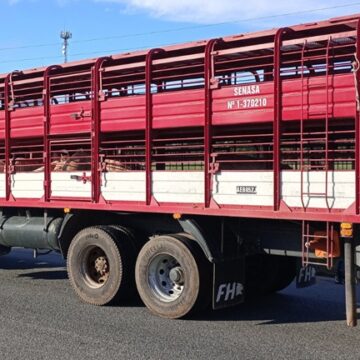 Transporte seguro: Qué medidas de bioseguridad aplicar para el traslado de cerdos