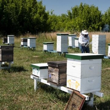 Actualización del stock de colmenas para garantizar la sanidad de los apiarios
