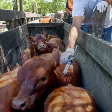Comienza la primera campaña anual de vacunación contra la fiebre aftosa del 2025