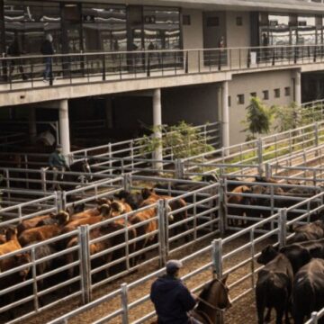 Nuevo protocolo de gestión del riesgo en el Mercado Agroganadero de Cañuelas