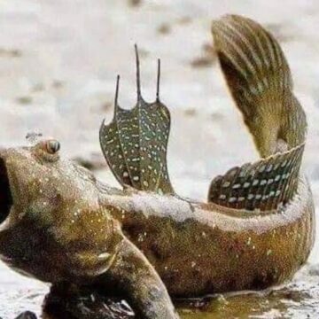 el surubilo de 25 de mayo